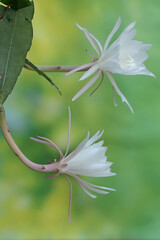 The elegance of the Dutchman's pipe flower in full bloom. This flower, which is called the queen of the night because it always blooms at night, has the scientific name Epiphyllum oxypetalum.