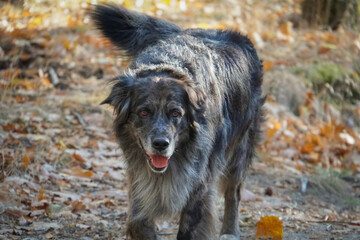 walking dog in the woods