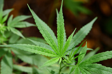 Close-up view of cannabis grow up on field