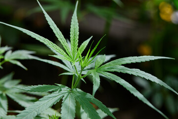 Close-up view of cannabis grow up on field