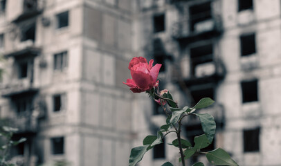 destroyed building in a city lost in the war in Ukraine