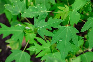 Papaya tree grow up in garden