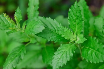 Holy basil leaves  in the vegetable garden