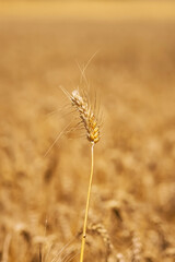 Fototapeta premium Wheat field and blue sky