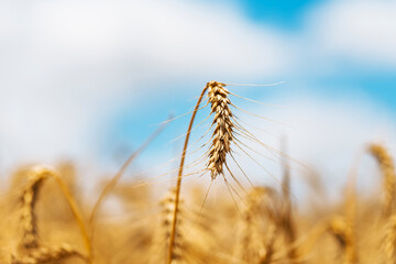 Detail Wheat. Wheat field and blue sky