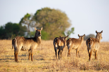 Four female waterbuck in the african bush