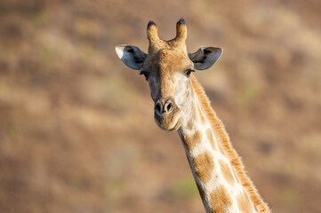 Portrait of a giraffe in the african bush
