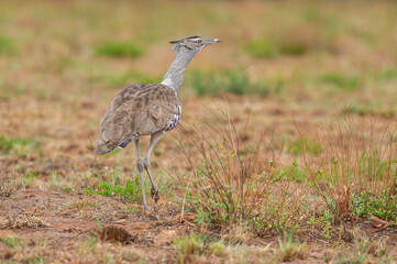 Kori bustard looking for food in the bush