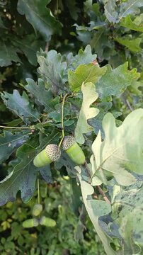 green oak leaves