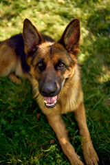 a german shepherd lies in the grass