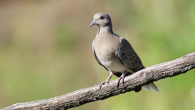 European turtle dove, Streptopelia turtur. A bird sits on a branch on a beautiful blurred background