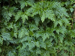 Close up on Selaginella fern