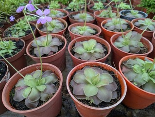 Pinguicula esseriana in small brown pots