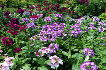 decorative verbena - pink with white center used for city landscaping