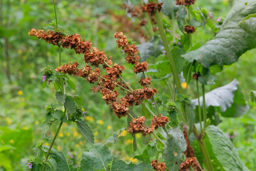 Cottage garden. Rumex confertus grows in meadows, moist forest edges, streams.