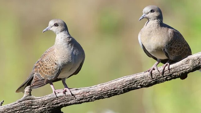 European turtle dove, Streptopelia turtur. Two birds sit on a branch against a beautiful background