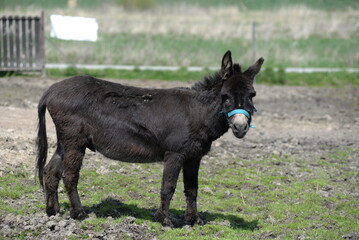 donkey in field