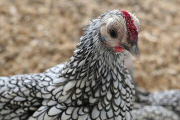 Rooster, hen on private farm in chicken coop close-up. Comb and beak. Poultry farming and agriculture. Pure bred. 