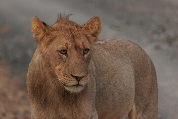 The King