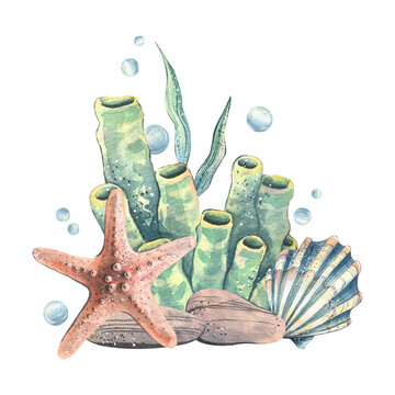 recommend clip art: Seashell, starfish, sea sponge, algae, pebbles and bubbles. Hand drawn watercolor illustration on the theme of sea animals and the underwater world. Composition isolated from the background.