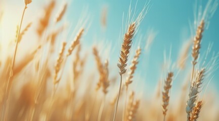 Fototapeta premium Golden Wheat Field At Sunset