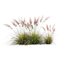 Obraz premium Ornamental grass with feathery pink plumes, perfect for naturethemed designs, gardening articles, or floral backgrounds in marketing materials.