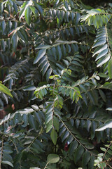 Obraz premium Curry leaves plant pattern stock photography
