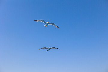 Tow Seagull gull flying, Blue sky. Overcoming adversity