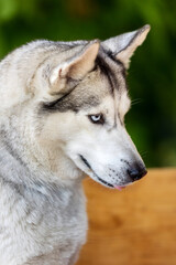 Husky dog close-up head portrait, summer