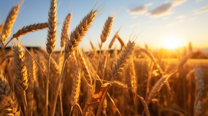 Fototapeta premium Golden Wheat Field at Sunset with Sunlight Illuminating the Ears of Wheat in a Rural Countryside Landscape