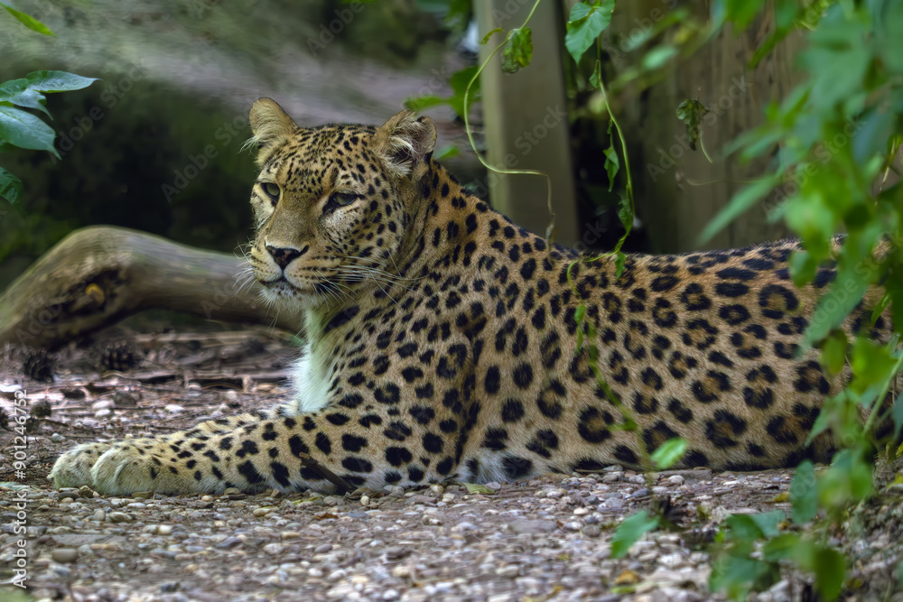 Sticker Anatolian leopard (Panthera pardus tulliana), also called Persian leopard and Caucasian leopard, adult female.