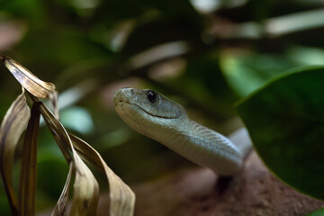 The black mamba (Dendroaspis polylepis), portrait in green with dark background. Portrait of a very poisonous African snake,