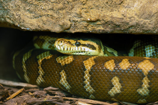 Morelia spilota, commonly known as the carpet python, portrait of an adult snake under a stone.