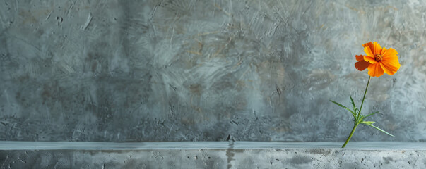 A marigold against a concrete backdrop and an empty wall. The bright orange petals bring warmth and color to the stark, gray background.
