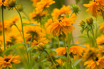 Rudbeckia Goldilocks. Rudbeckia hirta. Blooming rudbeckia goldilocks flower bed.