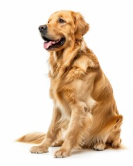 Fototapeta premium Dog Sitting. Adorable Golden Retriever Puppy in Beautiful Brown on White Background