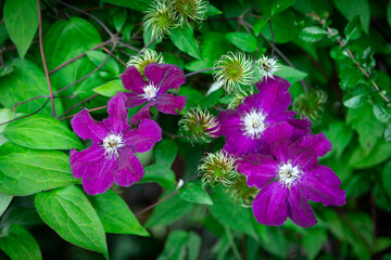 Summer garden clematis dark purple flowers wallpaper or background