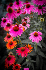 Fototapeta premium purple coneflower Echinacea purpurea amazing flower in summer garden, Garden-Inspired Wallpaper or Desktop Background
