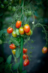 small red and green tomatoes on a bush in the garden on a summer day