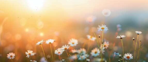 Fototapeta premium Daisies Blooming in the Sunset