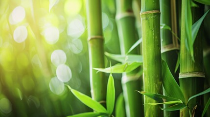 Fototapeta premium The transformation process of bamboo from raw plant material to biofuel