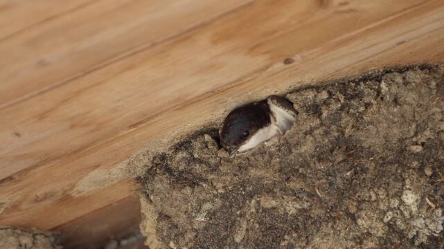 Mehlschwalben im Nest