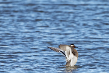  Sarcelle d'été - Spatula querquedula - Anatidae. 