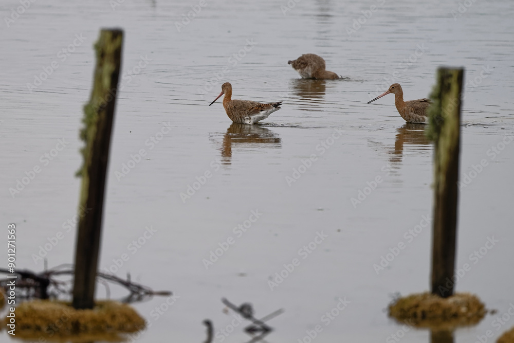 Poster barge à queue noire - limosa limosa - oiseaux limicoles - scolopacidés