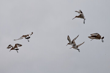 Barge à queue noire - Limosa limosa - oiseaux limicoles - scolopacidés 