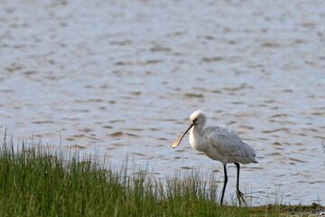 Spatule blanche - Platalea leucorodia - échassiers - Threskiornithidae