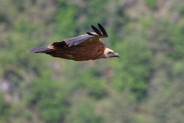 vautour fauve - gyps fulvus 