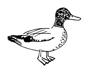 Domestic duck, drake. Nature and ornithology. Simple vector drawing with black outline. Sketch in ink.