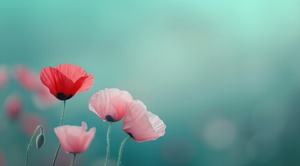 Fototapeta premium Pink And Red Poppies Against Teal Background