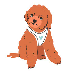 Flat vector illustration of a cute toy poodle. This small breed with curly fur.